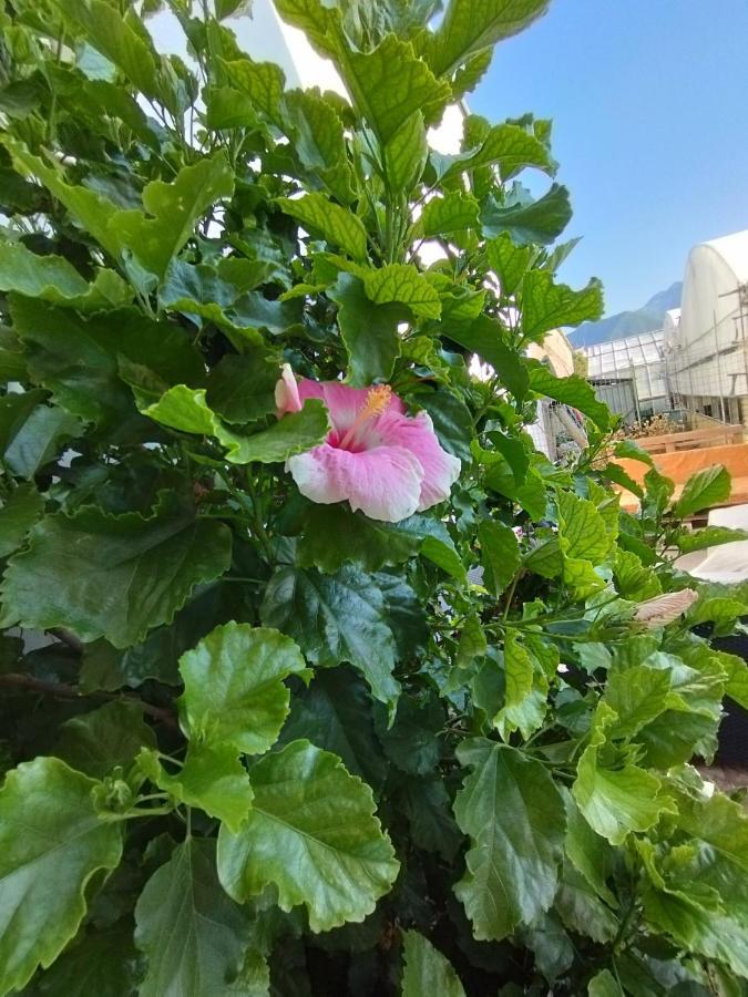 דירות קסטלמרה די סטביה Hibiscus מראה חיצוני תמונה
